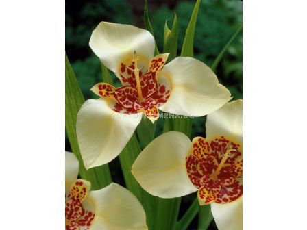 Тигридия / Tigridia pavonia 'Canariensis' / 1 бр