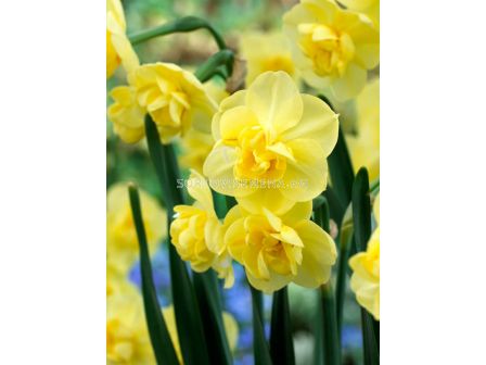 Нарцис Yellow Cheerfulness 1 бр
