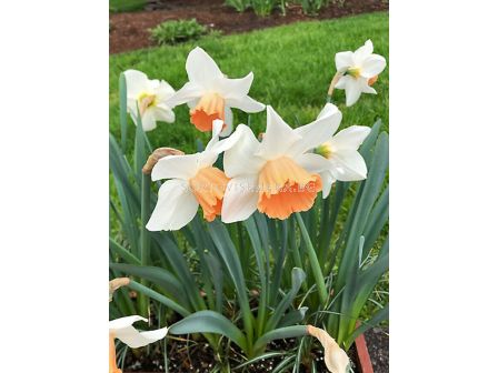 Нарцис Skype/ 1 бр