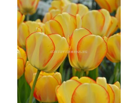 Лале /Tulip Beauty of Spring/ 11/12
