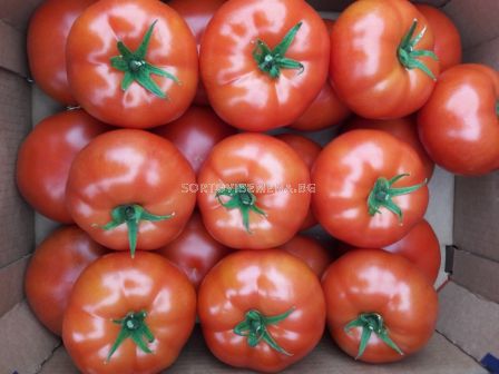 Семена домати BEEF BANG F1 ZKI - 1000 семена - 2