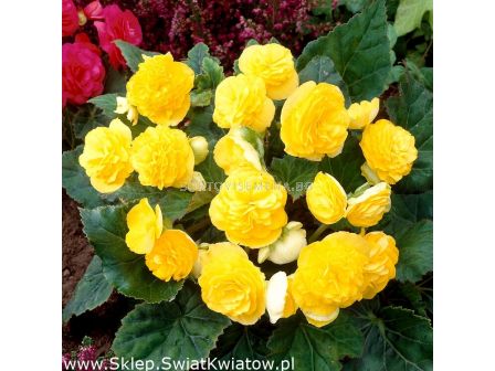 Бегония мултифлора жълта - Begonia multiflora  maxima yellow - 1 бр.