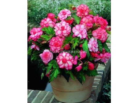 Бегония (Begonia) Bouton de rose 5/6+