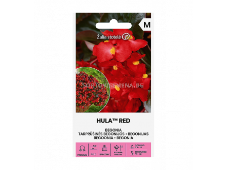 СК БЕГОНИЯ ХУЛА BEGONIA HULA™ RED  