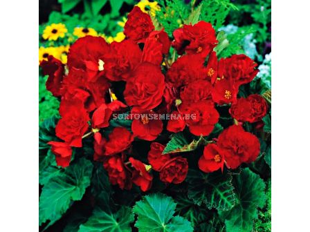 Бегония мултифлора червена - Begonia multiflora  maxima red