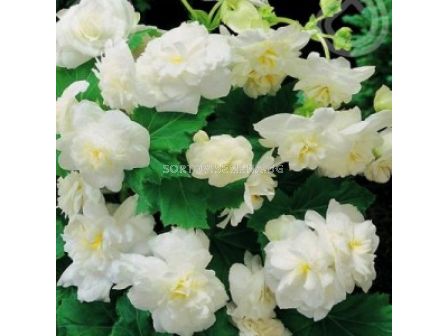 Бегония мултифлора бяла - Begonia multiflora maxima white - 1бр.