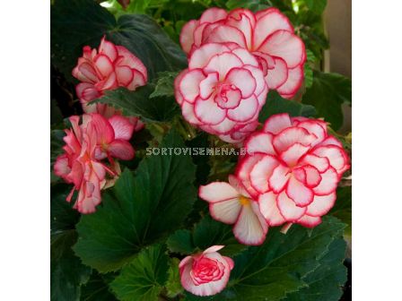 Бегония / Begonia Bicolor Picotee White/Red / 1 бр