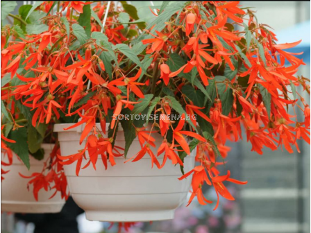 Бегония бертини оранжева/ Begonia Bertinii boliviensis orange - 1 бр.