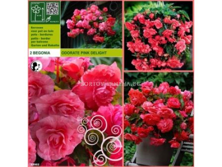 бегония Ароматна розова - Begonia aromatic pink - 2 бр