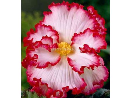 Бегония (Begonia) Crispa Marginata White/Red 5/6+