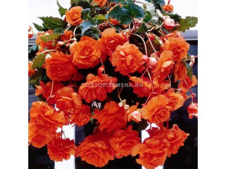 Бегония Double Pendula Orange 5/6+