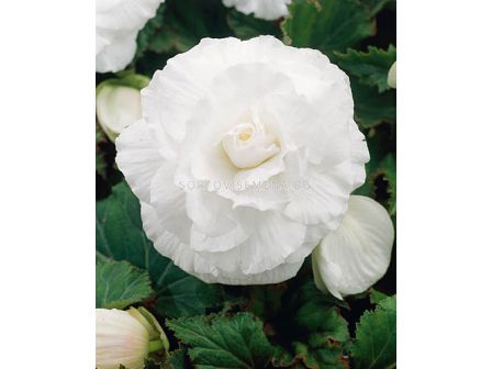 бегония Double White - begonia Double White 5/6+