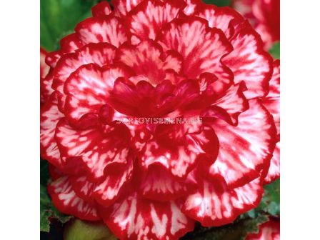 бегония Marmorata - 5/6+