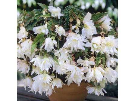 бегония 5/6+ pendula White - begonia pendula White 