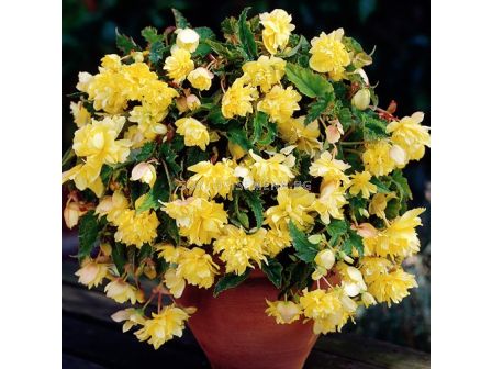 Бегония 5/6+ (Begonia) Pendula Yellow 