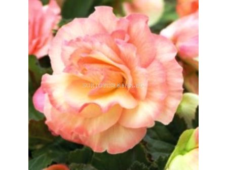 Бегония (Begonia) Picote Pastel Salmon