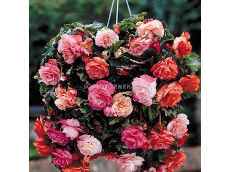 Бегония 5/6+ (Begonia) Splendide Mixed