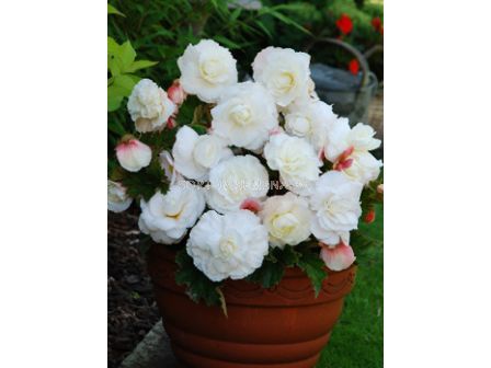 бегония 5/6+ superba white - begonia superba white