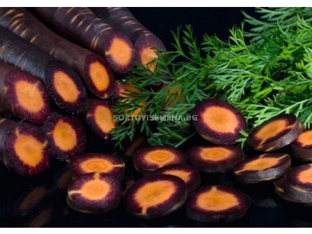 Семена за моркови Пърпъл хейз (Purple Haze F11) .BJ 