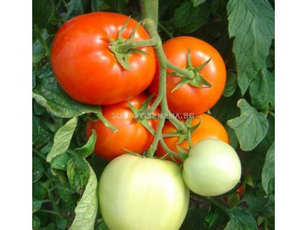 Семена домати Белфаст F1 - Червен - Belfast F1 - 500 бр. семена