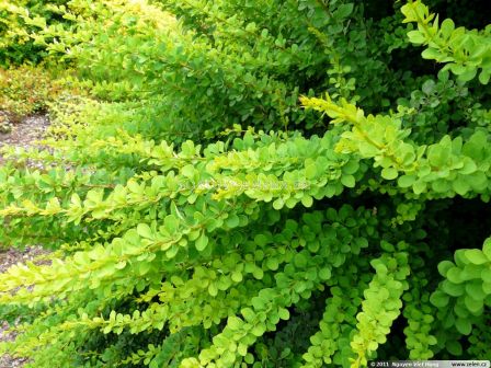 Берберис Зелен килим / berberis green carpet / 1 бр саксия разсад ( 15 см )