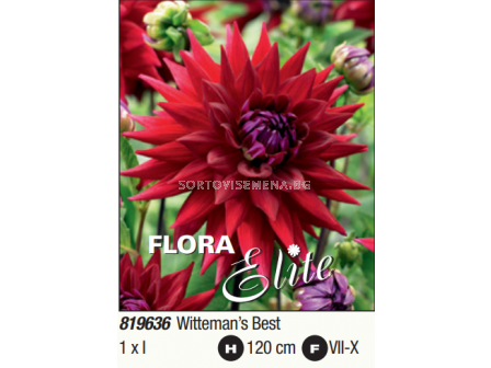 Далия кактус Wittemans Best/ Dahlia cactus - 1 брой