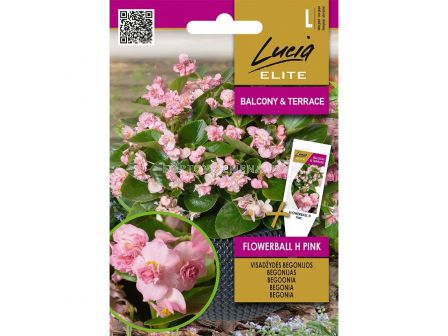 СК СЕМЕНА БЕГОНИЯ FLOWERBALL H PINK - 30 семена - sortovisemena.bg СК СЕМЕНА БЕГОНИЯ FLOWERBALL H PINK - 30 семена