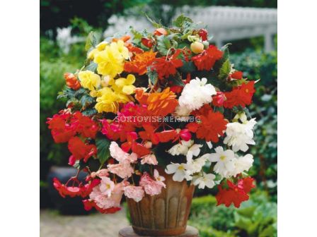 Бегония каскадна микс / Begonia pendula mix /