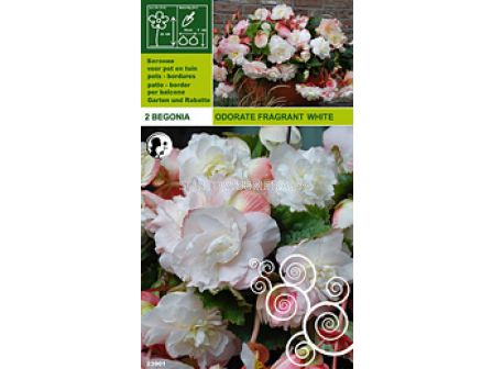 Бегония Ароматна бяла пакет - Begonia aromatic white - 2 бр
