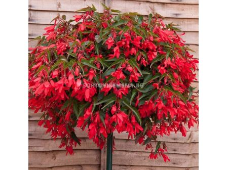 Бегония Bertini Boliviensis 28+ - Begonia Bertini Boliviensis 28+ - 1 бр