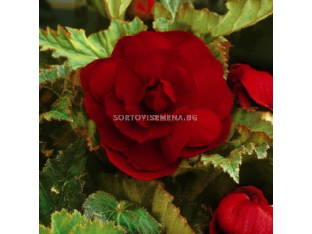 Бегония (Begonia) Double Darkred 5/6+