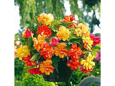 Бегония (Begonia) Golden Balcony - (каскадна) 5/6+
