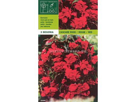 бегония Каскадна червена - Begonia cascade red - 3бр