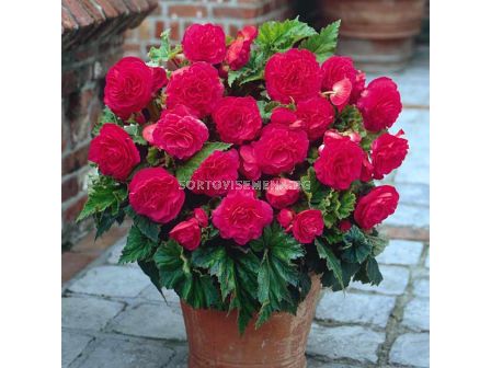 бегония Non stop Pink 