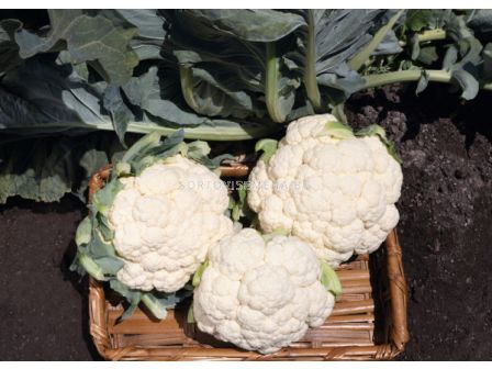 Семена Карфиол ранен Alcala F1 BJ -1000 семена 