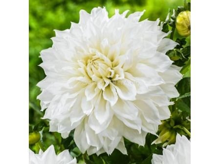 Далия Belinda - 1 бр. - sortovisemena.bg Далия Belinda - 1 бр.