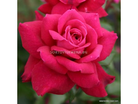 Роза Bellevue - 1 брой - 1 - sortovisemena.bg Роза Bellevue - 1 брой - 1