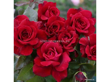 Роза Bellevue - 1 брой - 2 - sortovisemena.bg Роза Bellevue - 1 брой - 2