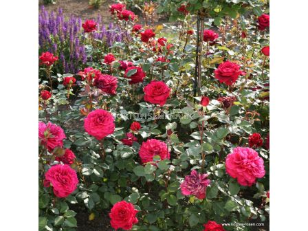 Роза Bellevue - 1 брой - 3 - sortovisemena.bg Роза Bellevue - 1 брой - 3