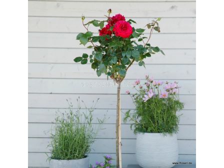 Роза Bellevue - 1 брой - 4 - sortovisemena.bg Роза Bellevue - 1 брой - 4