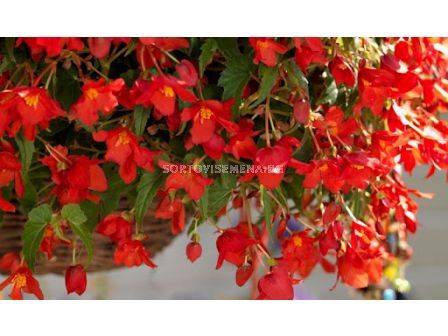 Бегония Bertini размер XXL