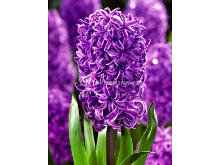 Зюмбюл / HYACINTHS PURPLE SENSATION/ 14/15