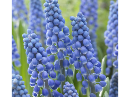 Мускари/ Muscari armeniacum 'Big Smile - 1 бр. - 1