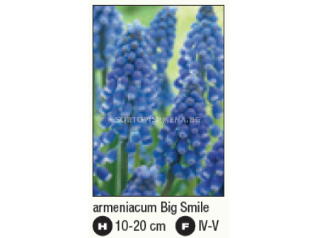 Мускари/ Muscari armeniacum 'Big Smile - 1 бр. - 2