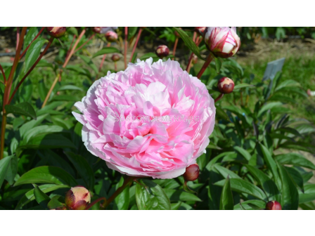Божур Paeonia germaine bigot lact./ Peony - 1 бр.