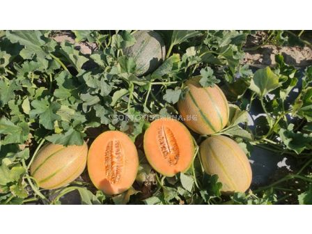 Семена пъпеш галия АМЕТИСТ /2,2-2,8kg/ - 500 с.