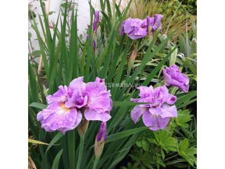 Ирис / Iris Siberica Pink Parfait / 1 бр