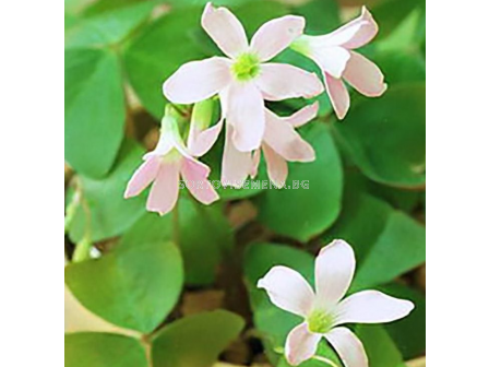 Оксалис Birgit / Oxalis - 1 брой