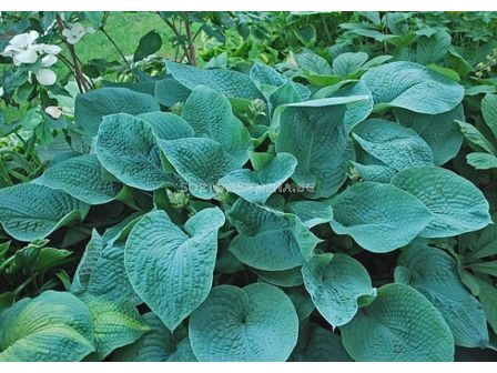 Хоста BIG MAMA/ 1 бр 