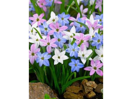 Ифейон Uniflorum Mixed